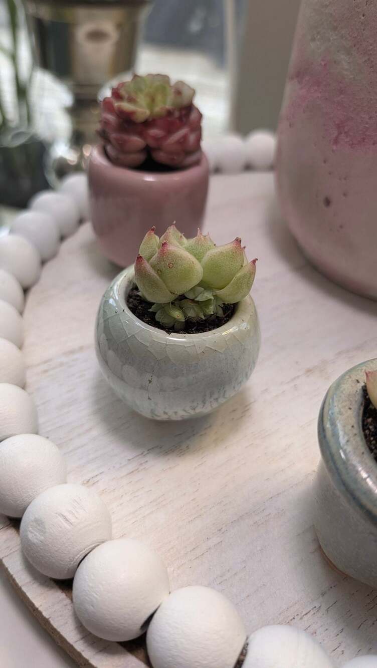 Miniature Echeveria Succulent in Crackle Glaze Ceramic Pot
